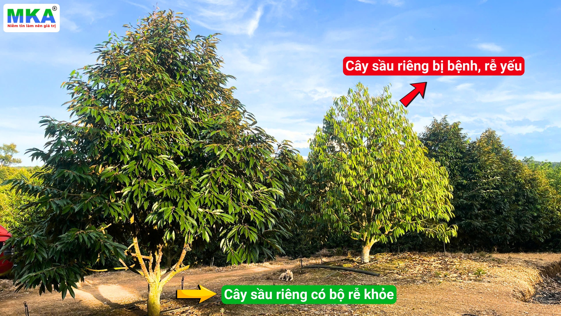 cây sầu riêng có bộ rễ khỏe
